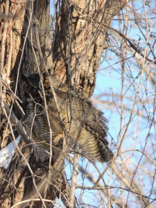 grand-duc_damerique_20150201_1929841089