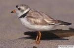 Pluvier_siffleur(RichardKuzminski)