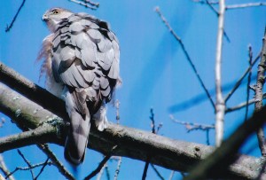 Épervier de Cooper, 2015 (G. Roy)