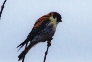 Crécerelle d'Amérique, 2015 (G. Roy)