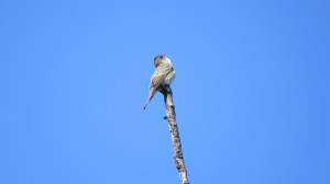 Tyran huppé chantant, parc Summit, 6 juin 2015 (Denyse Favreau)