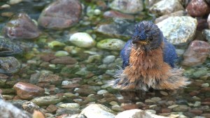 (par André Boulianne)