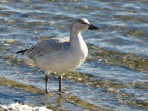 Réservoir Beaudet 2015 (F. Brabant)
