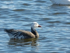 Réservoir Beaudet 2015 (F. Brabant)