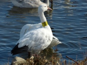 Réservoir Beaudet 2015 (F. Brabant)