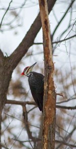 grand-pic_i%cc%82le-de-la-visitation_10-12-2016bgoyette