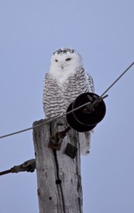 harfang_des_neiges-mirabel-2016bgoyettedsc_0326v2