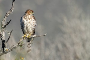 juvenile_coopers_hawk_accipiter_cooperii_in_tree