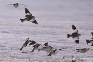 plectrophane_des_neiges-mirabel-2016bgoyettedsc_0290v2