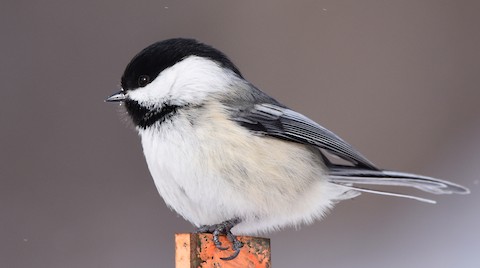 2020-03-07 : Saint-Anicet +&nbsp;RécréoParc